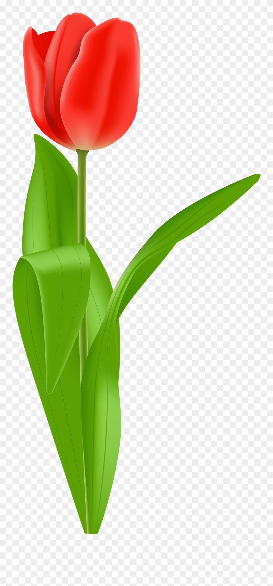 Red Flowers Clipart - Png Download
