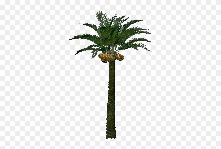 3d Coconut Tree Png Download - Palm Tree Fruit 3d Clipart