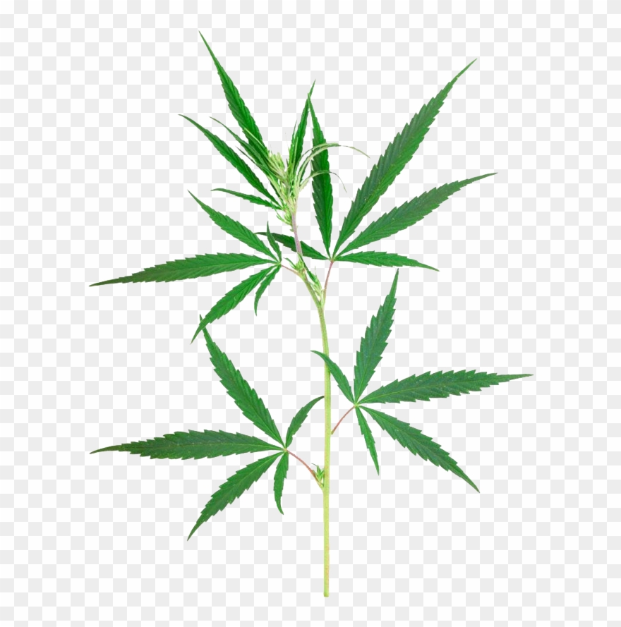 Petite Plante De Cannabis Clipart