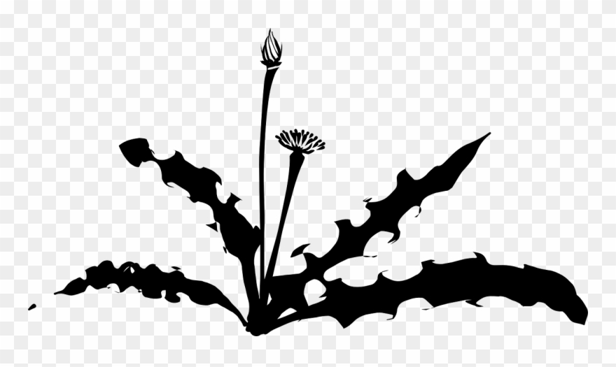Dandelion Weed Plant - Dandelion Silhouette Clipart