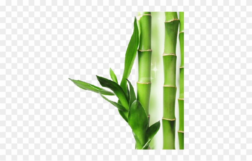 Bamboo Clipart Short - New Photo Background Png Transparent Png