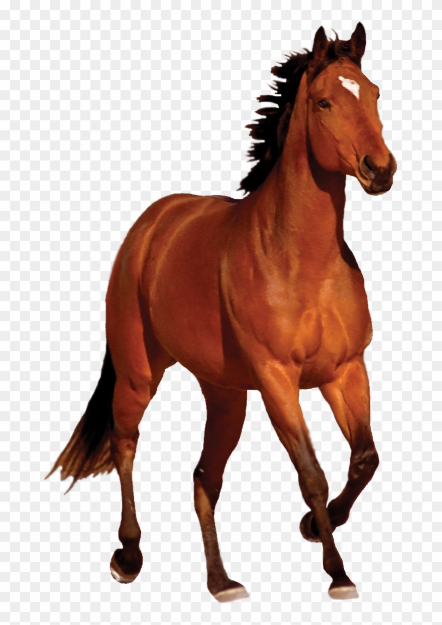 Brown Horse Clipart Hd - Horse Cb Png Picsart Transparent Png
