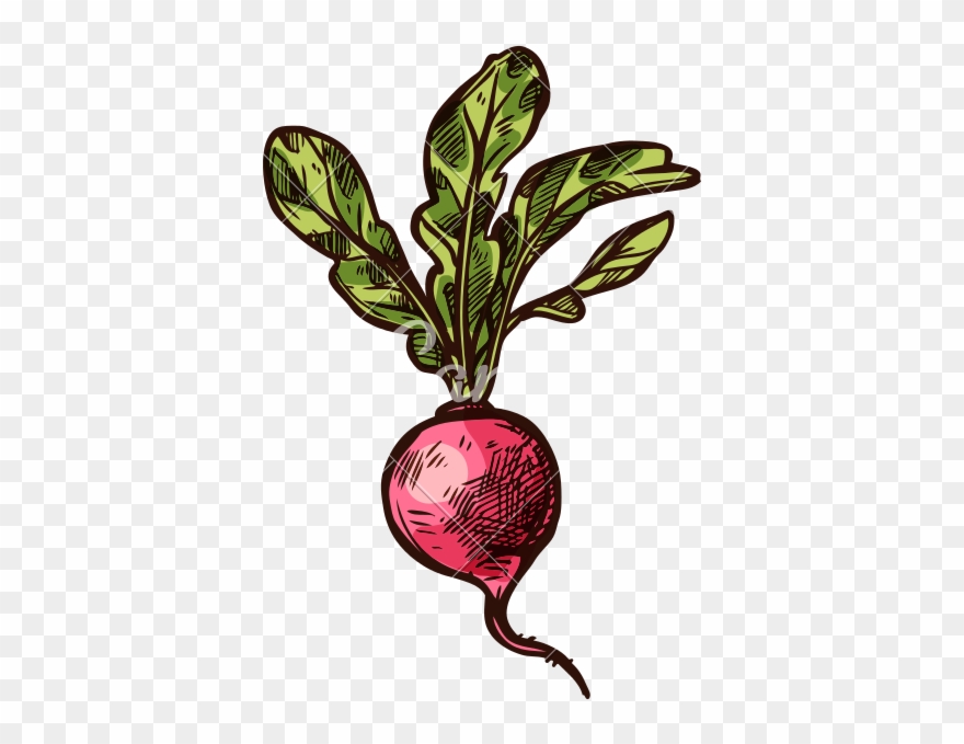 Radish Vector Sketch Vegetable Icon - Vegetable Clipart