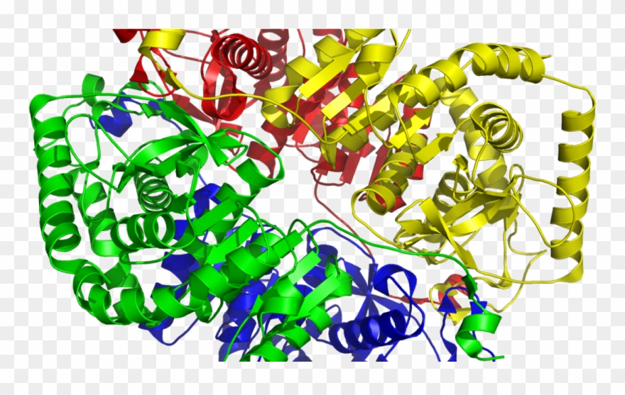 Lactate Dehydrogenase Structure Clipart