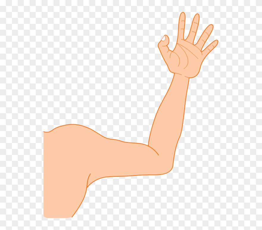 Arm Clipart - Arm - Png Download