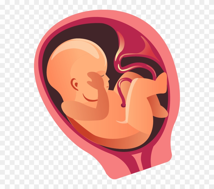 Six Months - Pregnancy Clipart