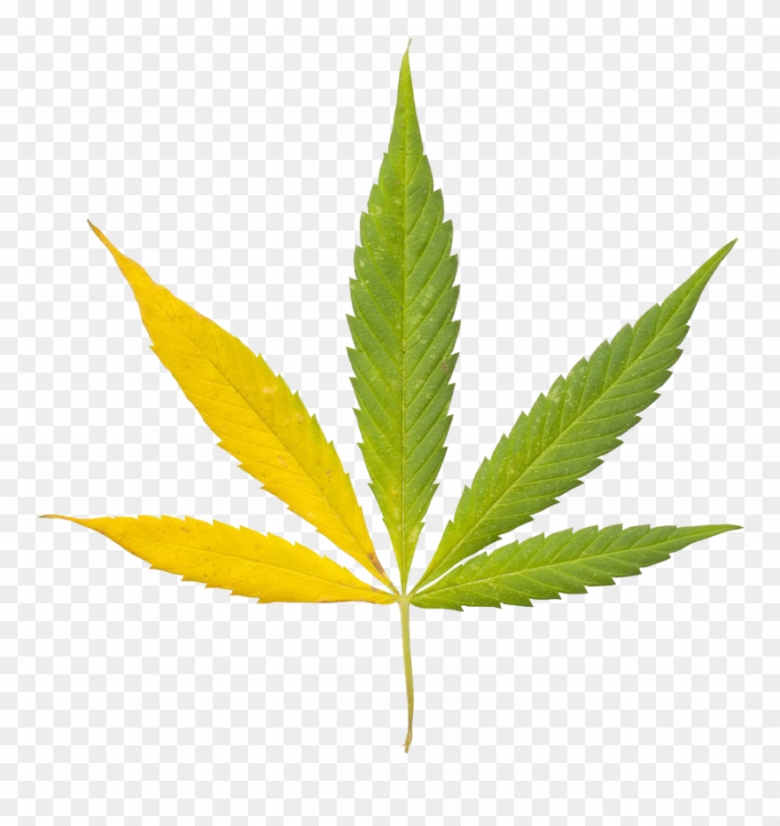 Cannabis Sativa Leaf Bong Clip Art Indian - Keep Blazing Stay Amazing - Png Download