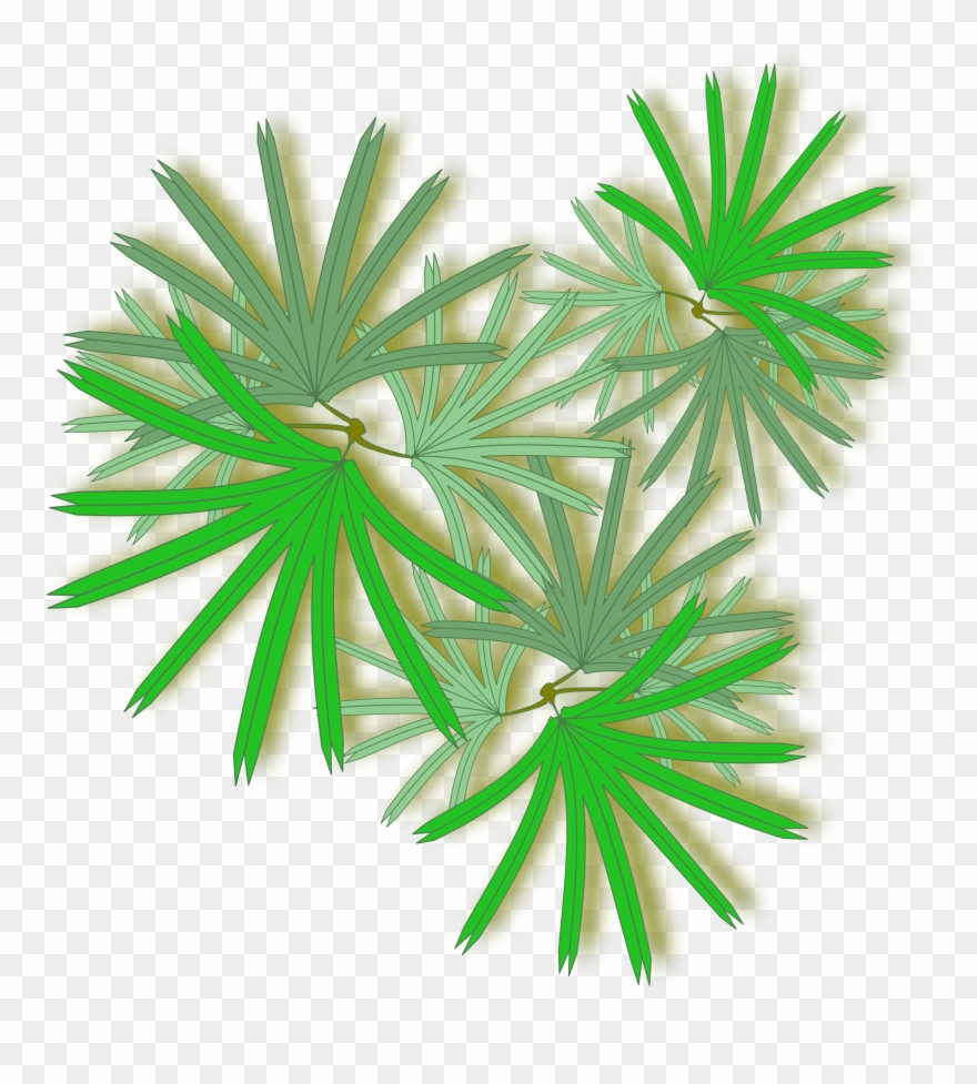 Palm Tree Top Png - Png Palm Top View Clipart