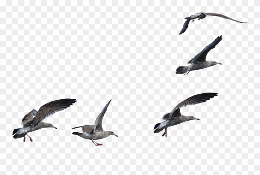 Thumb Image - Seagulls Flying Transparent Clipart