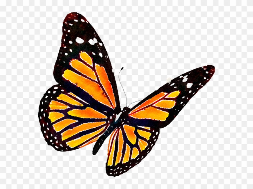 Monarch Butterfly Png - Monarch Butterfly Transparent Background Clipart