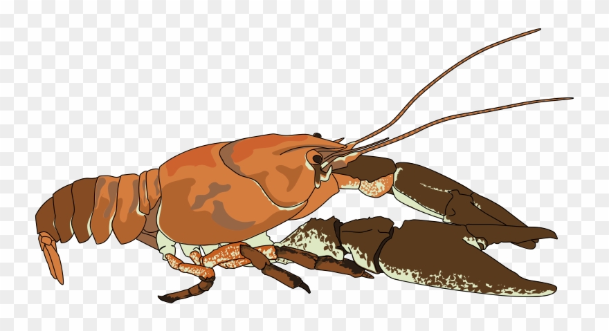 Are You Looking For A Crayfis - Zazzle Realistic Crayfish/crawdad Trucker Hat Clipart