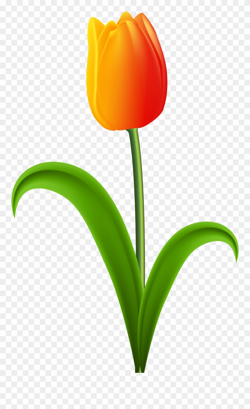 Search Clip Art Png Clip Art, Is - Tulip With Stem Clipart Transparent Png