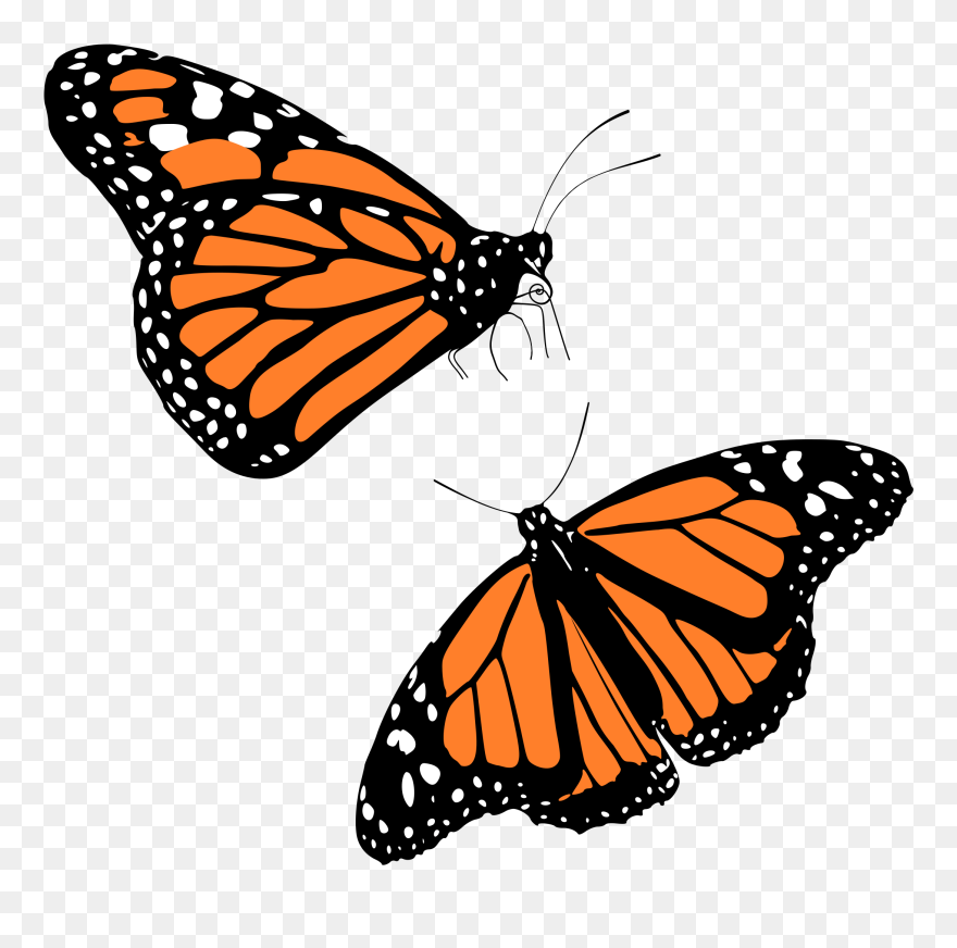 9/13/2016 2 - 57 - Light Monarch Butterfly Clipart - Png Download