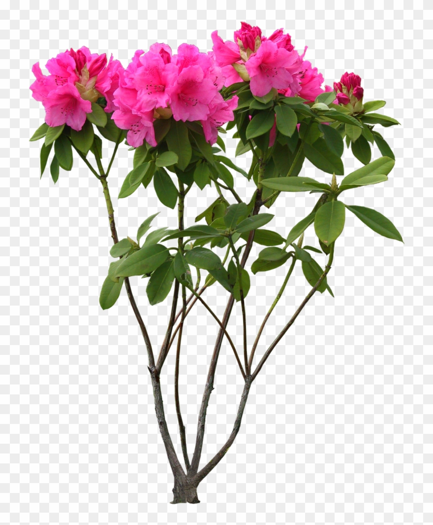 High Resolution Clip Art Free - High Resolution Images Png Transparent Png