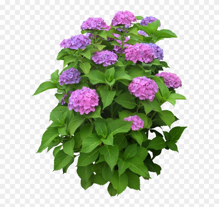 Free High Resolution Graphics And Clip Art - Png Images Of Plants Transparent Png