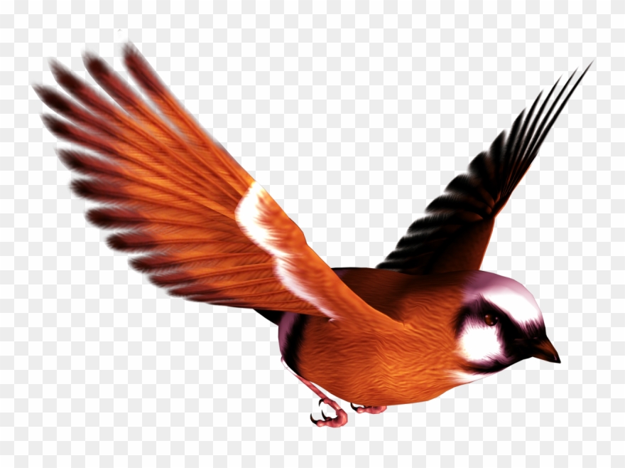 Songbird Clipart Free High Resolution - Clip Art Images For Photoshop - Png Download