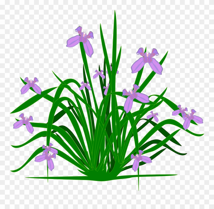 Bushes Clipart Fern - Vasos De Plantas Aquaticas Vetor Png Transparent Png
