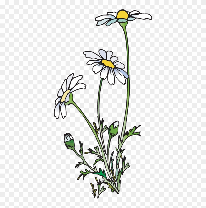 Daisies Clipart 19 Daisies Clipart Huge Freebie Download - Daisies Clipart - Png Download