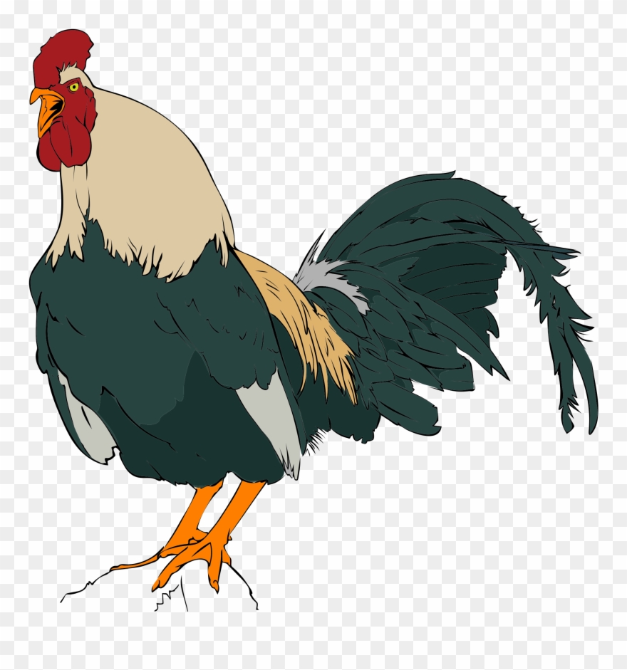 File Rooster Clipart Svg Wikimediamons - 3 Examples Of Birds - Png Download