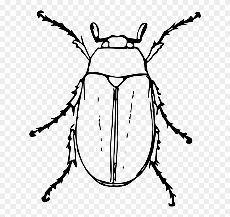All Photo Png Clipart - Beetle Clipart Black And White Transparent Png