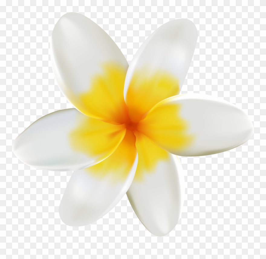 Collection Of Free - White And Yellow Flower Png Clipart