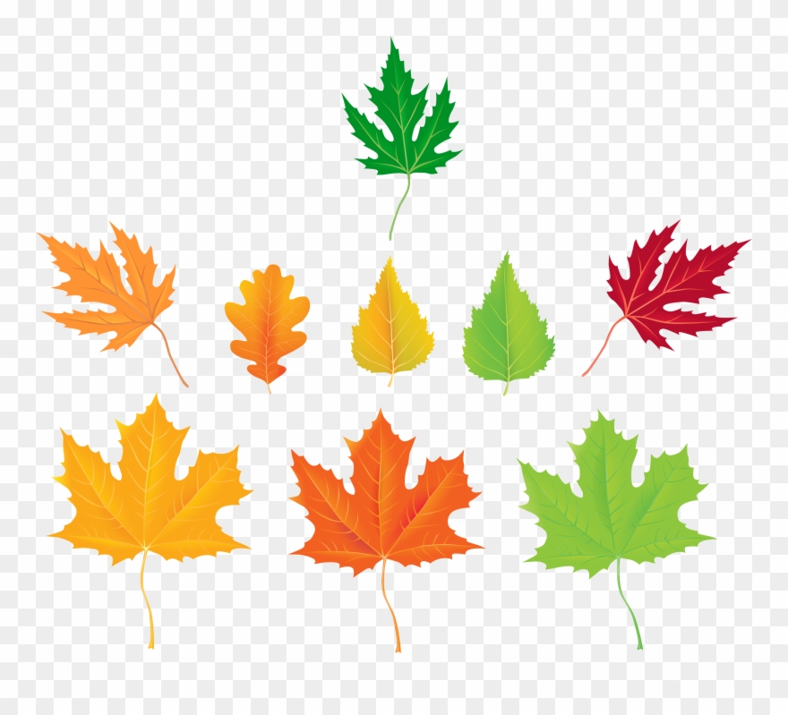 Autumn Leaves Collection Png Clipart - Clip Art Transparent Png