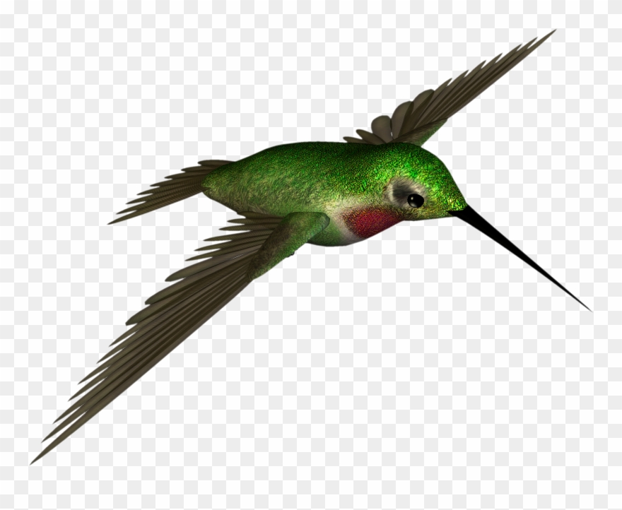Free High Resolution Graphics And Clip Art - Hummingbird .png Transparent Png