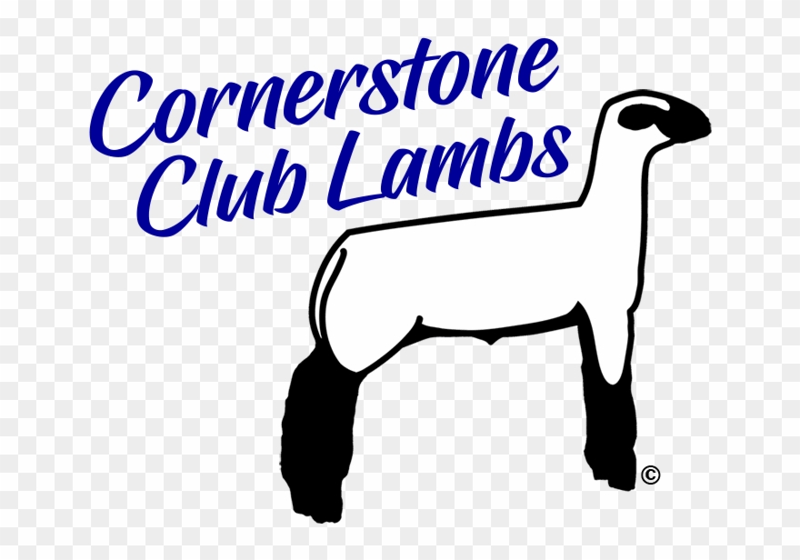 Show Lambs Amp Sheep For Sale Cornerstone Club Lambs, - Club Lamb Clipart