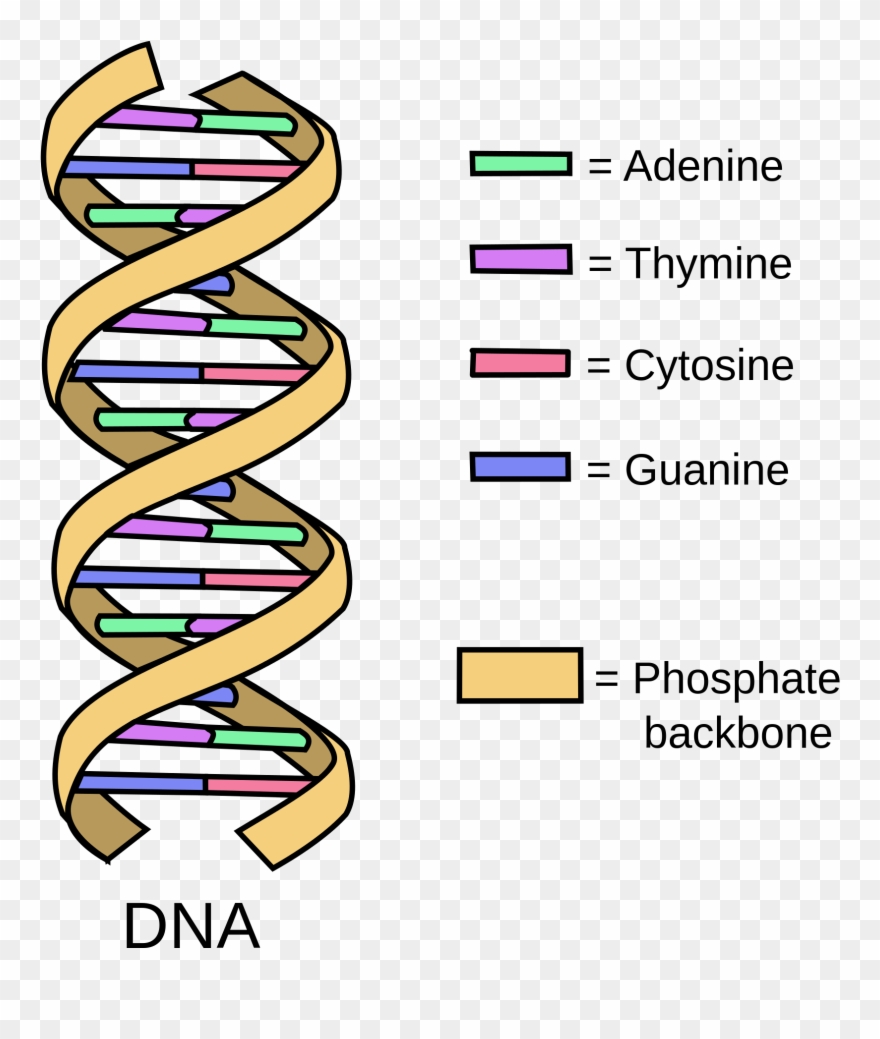 Clipart Definition Research Paper - Normal Dna Italian Dna - Png Download