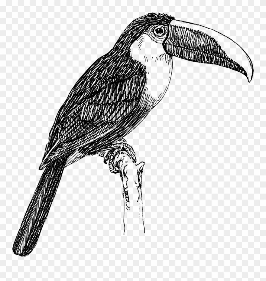 Toucan - Black And White Picture Of Toucan Clipart