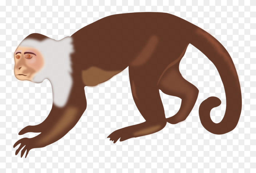 Monkey Free To Use Clip Art - Capuchin Monkey Clip Art - Png Download