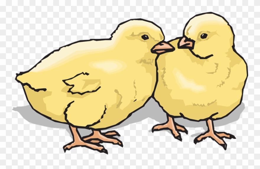 Clip Art Of Chicks - Png Download