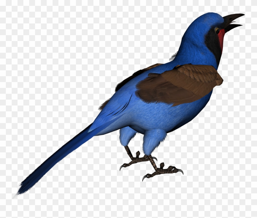 Posted By Todd A At - Swallow Clipart