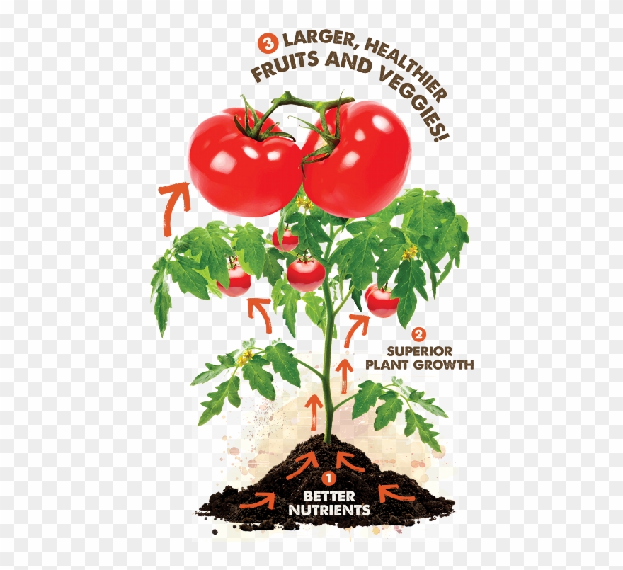 About Gardener's Living Soil - Window Garden Pepper Grow Kit - Easy To Grow Vegetable Clipart