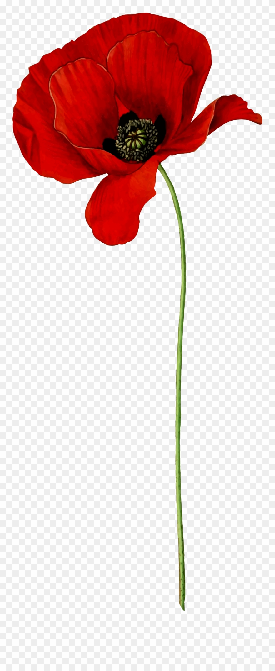 Opium Flower Common Art - Entre O Amor E A Dor Clipart