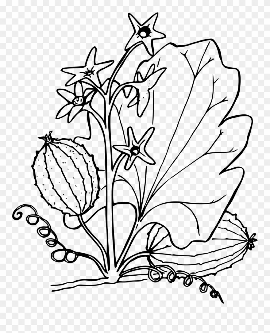 Big Image - Cucumber Seedling Clip Art Black And White - Png Download