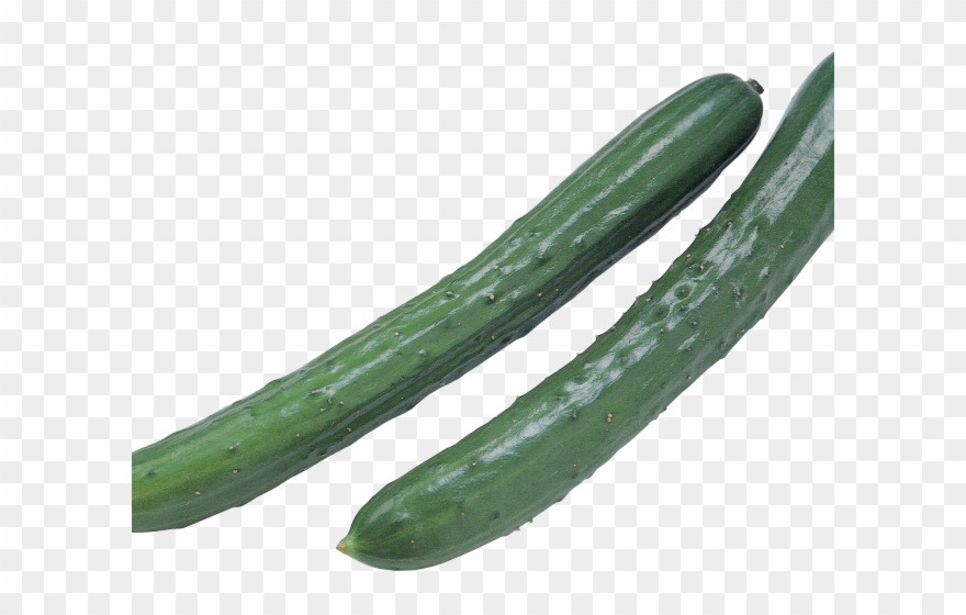 Zucchini Clipart Pipino - Cucumber Png Transparent Png
