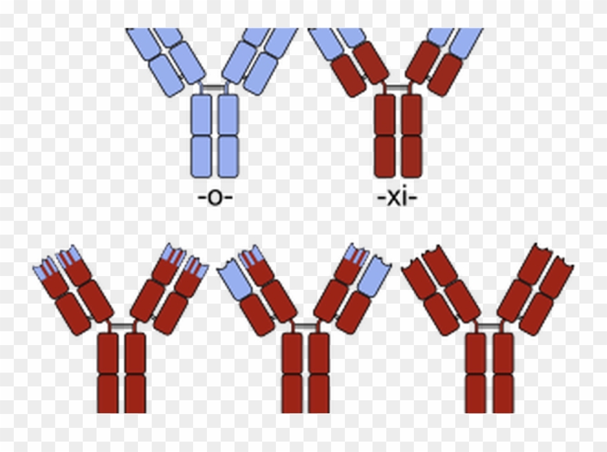 Antibody Clipart