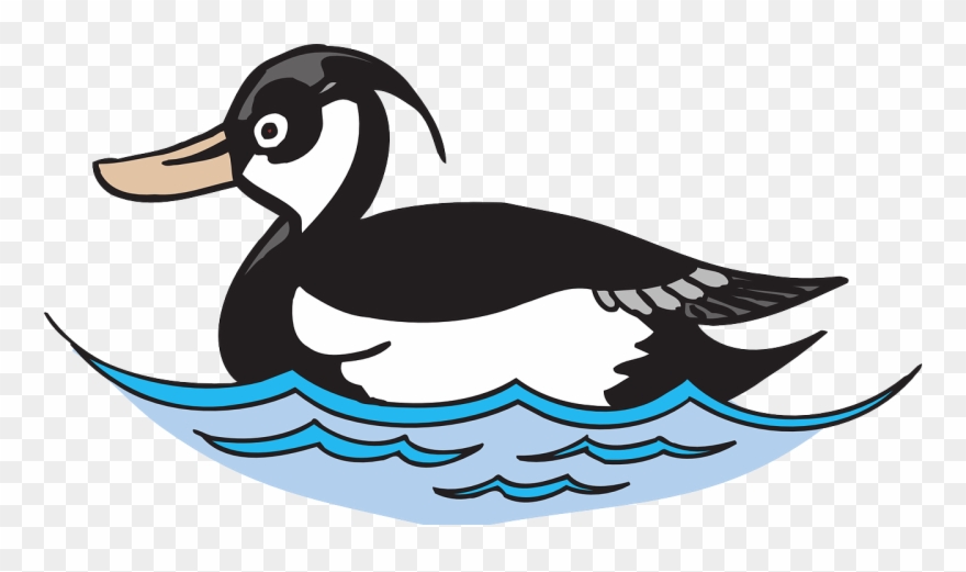 Water Bird Duck Free Vector Graphic On - Bird On Water Clipart - Png Download