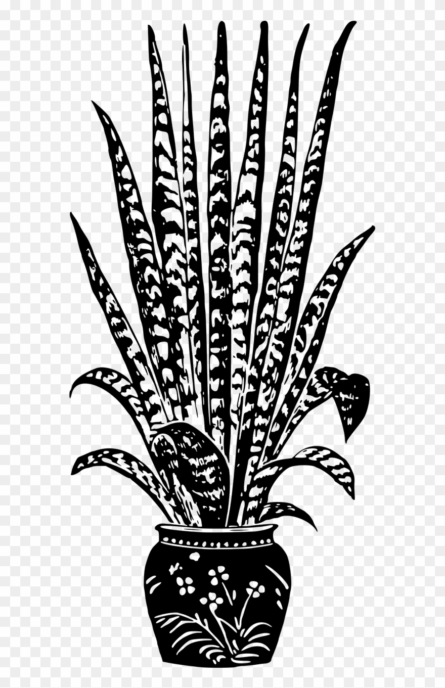 Vector - House Plant Black And White Clipart