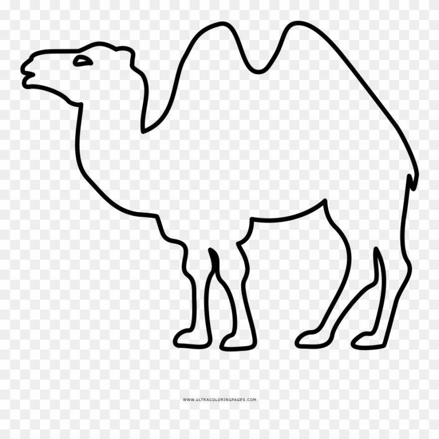 Dromedary Bactrian Camel Book - Camello Bactriano Para Dibujo Clipart