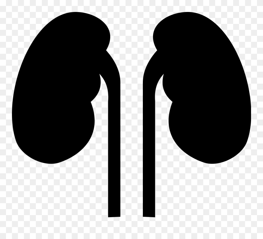 Kidneys Noun 524431 Cc - Kidneys Png Clipart