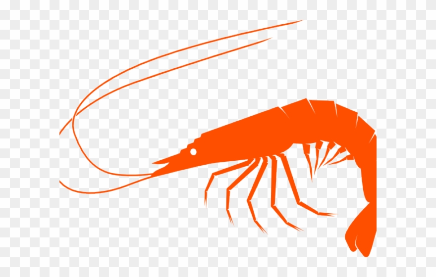 Shrimp Clipart Small Shrimp - Clip Art - Png Download
