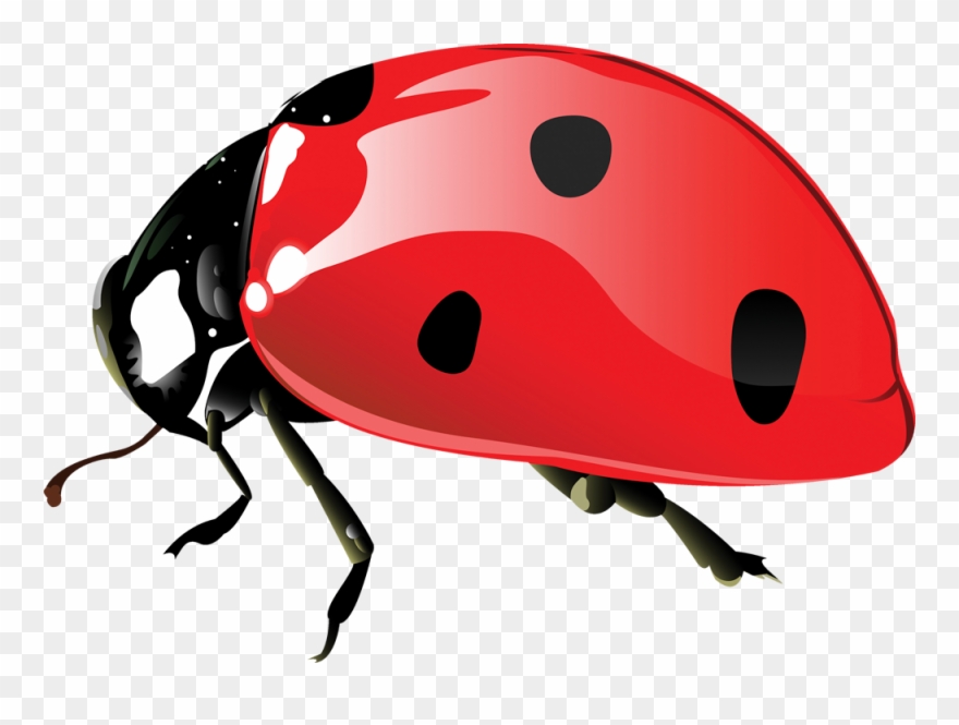 Ladybugs 017 - Gifok - Net - Ladybird Beetle Clipart