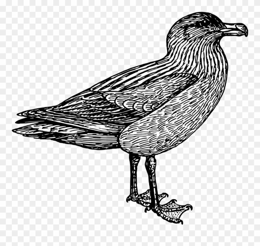 European Herring Gull Water Bird /m/02csf Goose - /m/02csf Clipart