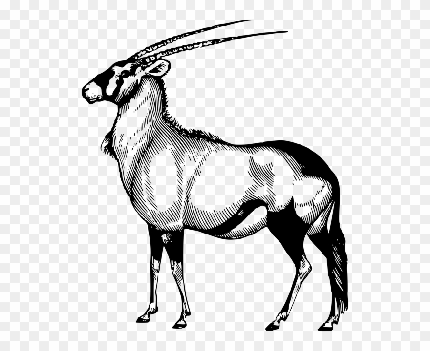 Drawing Hippopotamus Antelope - Namibia Sticker Clipart