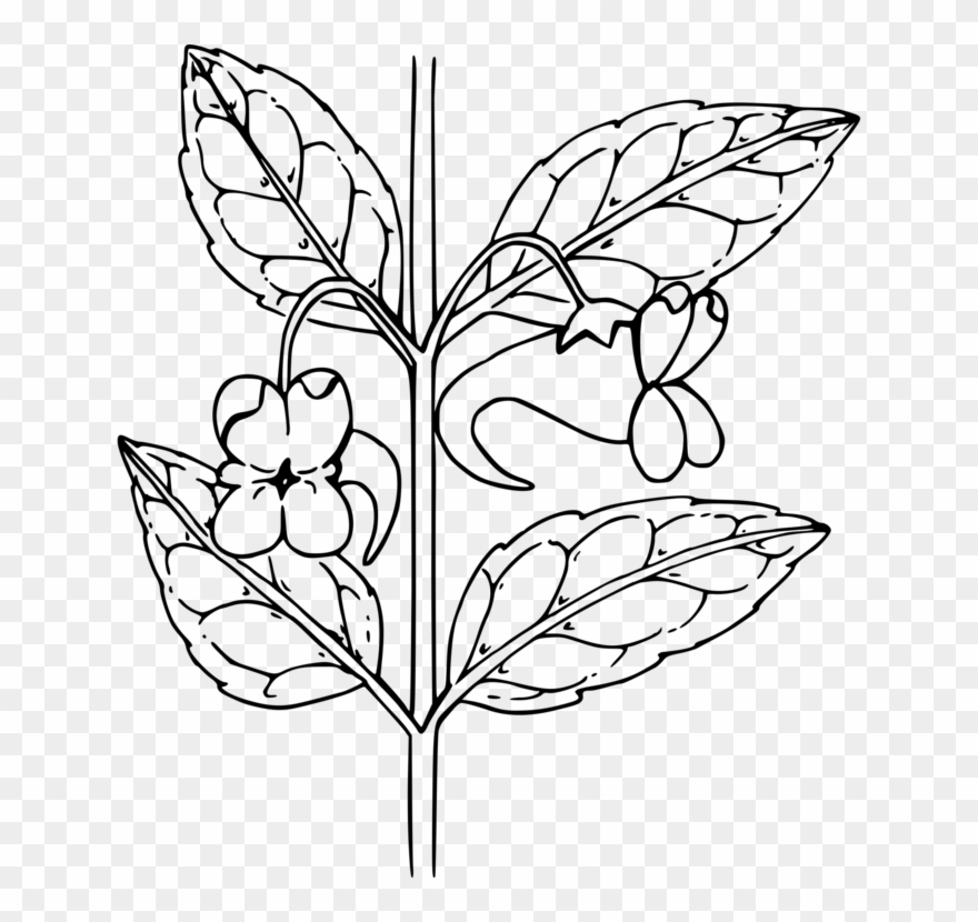 All Photo Png Clipart - Outline Of A Flower Transparent Png
