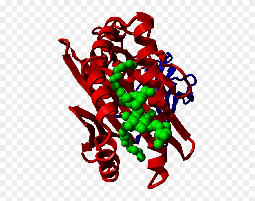 Cd1d, Cd1d - Illustration Clipart