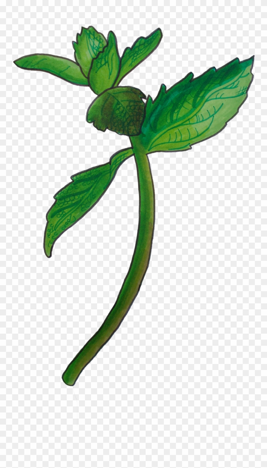 Image Of Mint Clipart