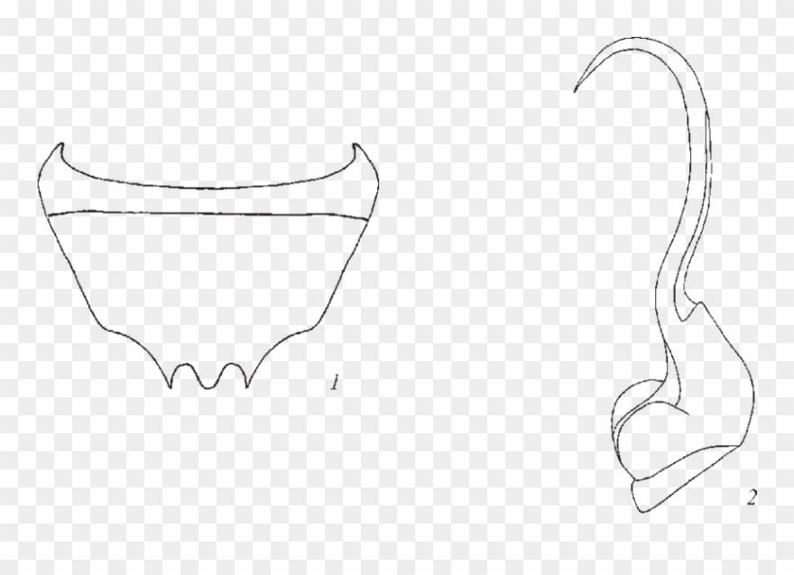 1 8th Abdominal Tergites Of Male - Sketch Clipart